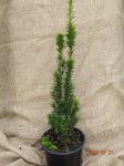 Taxus baccata David k2